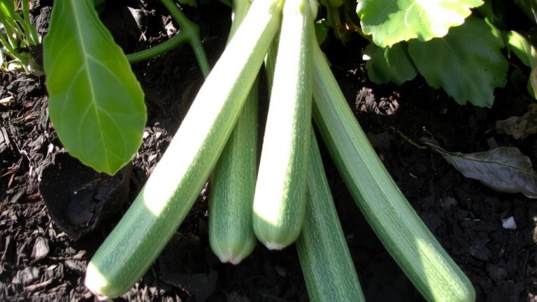 best zucchini variety selection