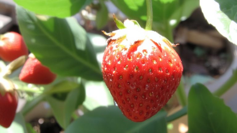 the best strawberry